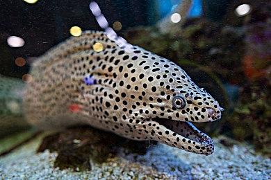 Xbox直面会将于6月10日举行 B社、暴雪游戏情报