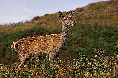 《Mystic Land》Steam页面上线 复古风迷宫RPG新游