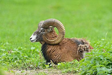 传闻：《原神》将获得官方Steam Deck支持