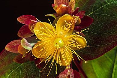 《真女神转生5》“创毘”预告片 击退恶魔寻求真相